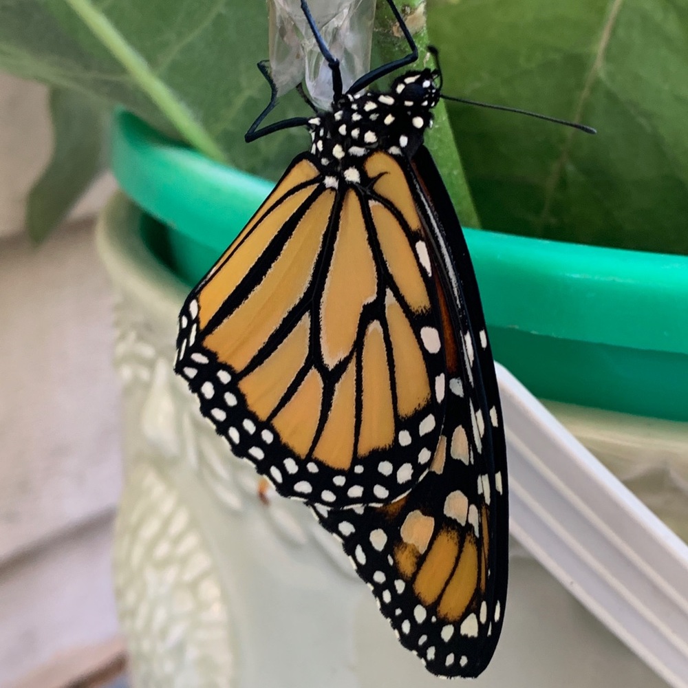 Meet your Posher, Nora